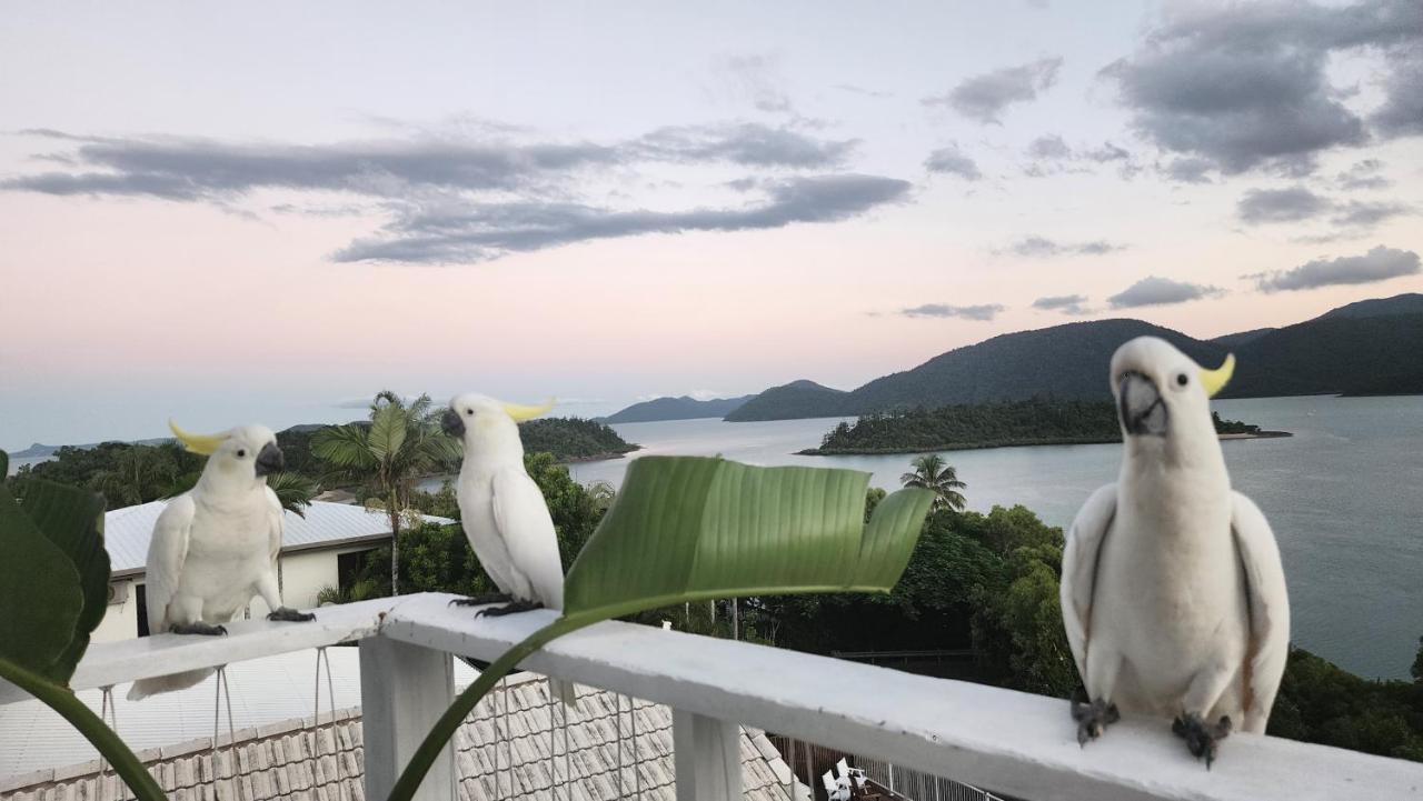 The Haven View - Airlie Beach Eksteriør billede