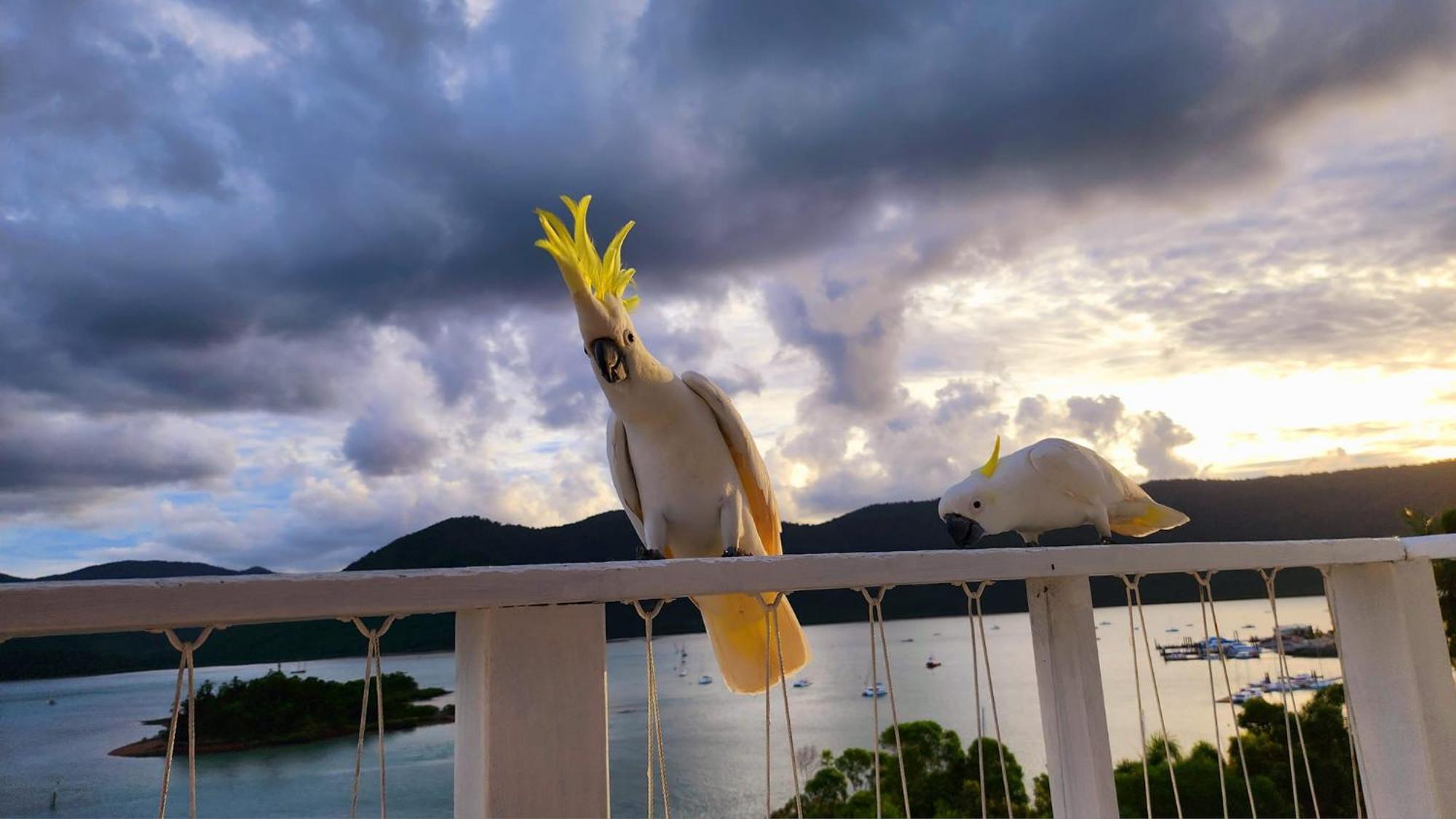 The Haven View - Airlie Beach Eksteriør billede